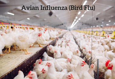 Avian Flu